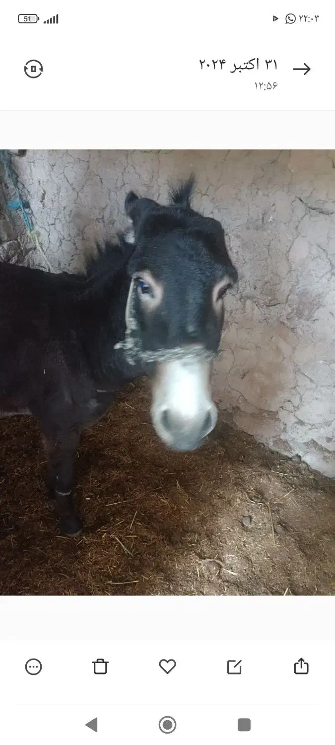 الاغنر|حیوانات مزرعه|فلارد, |دیوار