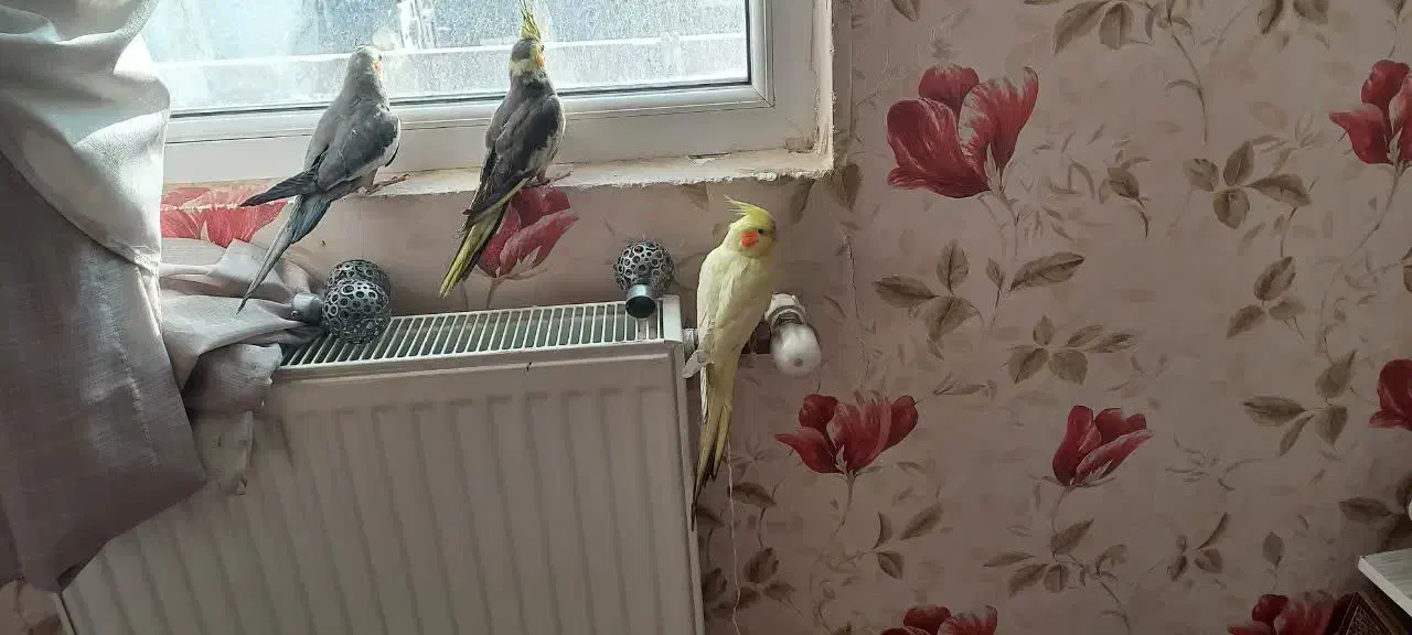 عروس هلندی|پرنده|کهریزک, |دیوار