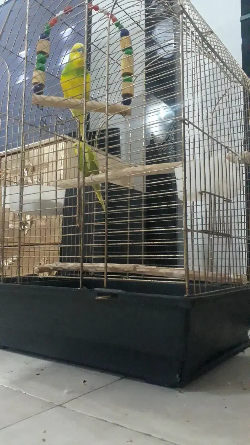 مرغ عشق رام سخنگو|پرنده|رشت, بازار|دیوار