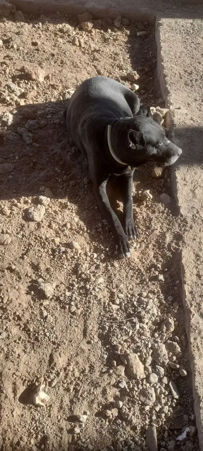 سگ سرابی ماده|سگ|مشهد, شترک|دیوار