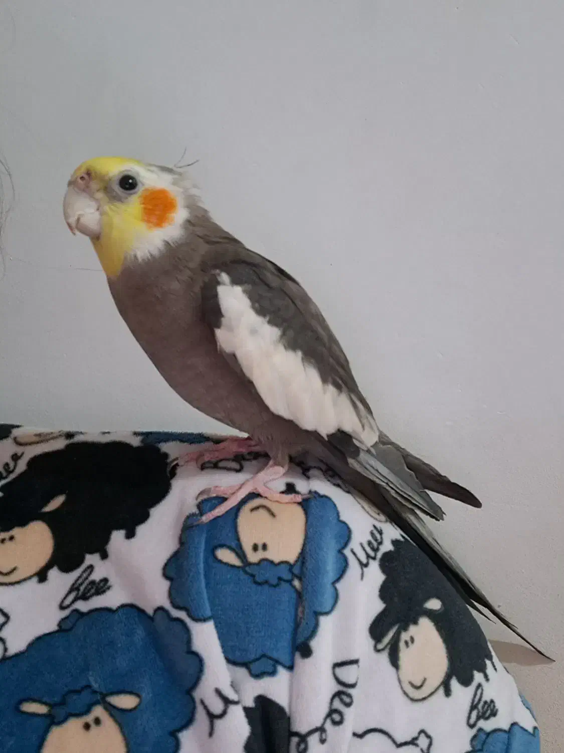 عروس هلندی|پرنده|تهران, شهرک شریفی|دیوار