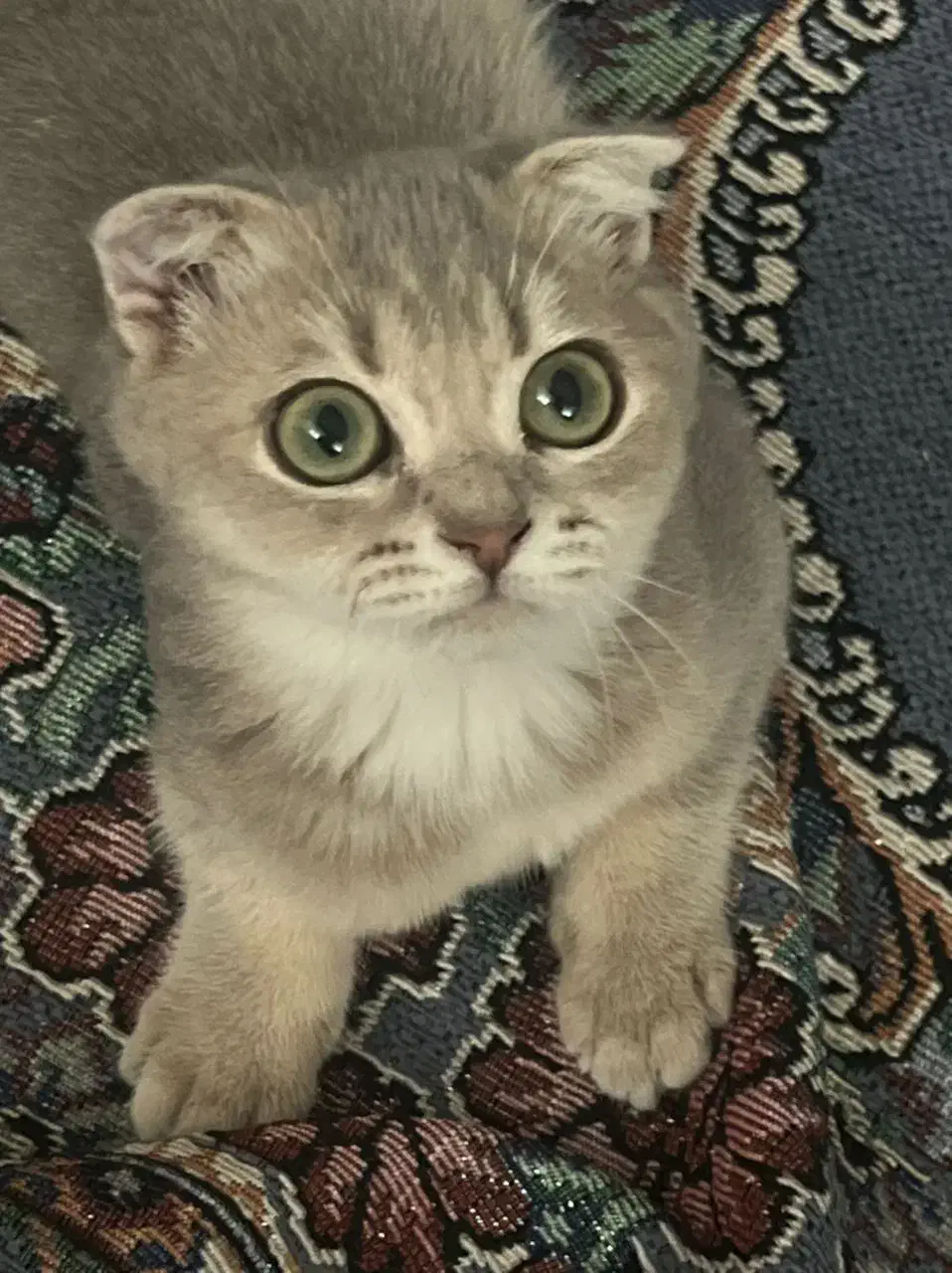 حیوان|لوازم جانبی حیوانات|مشهد, خرمشهر|دیوار