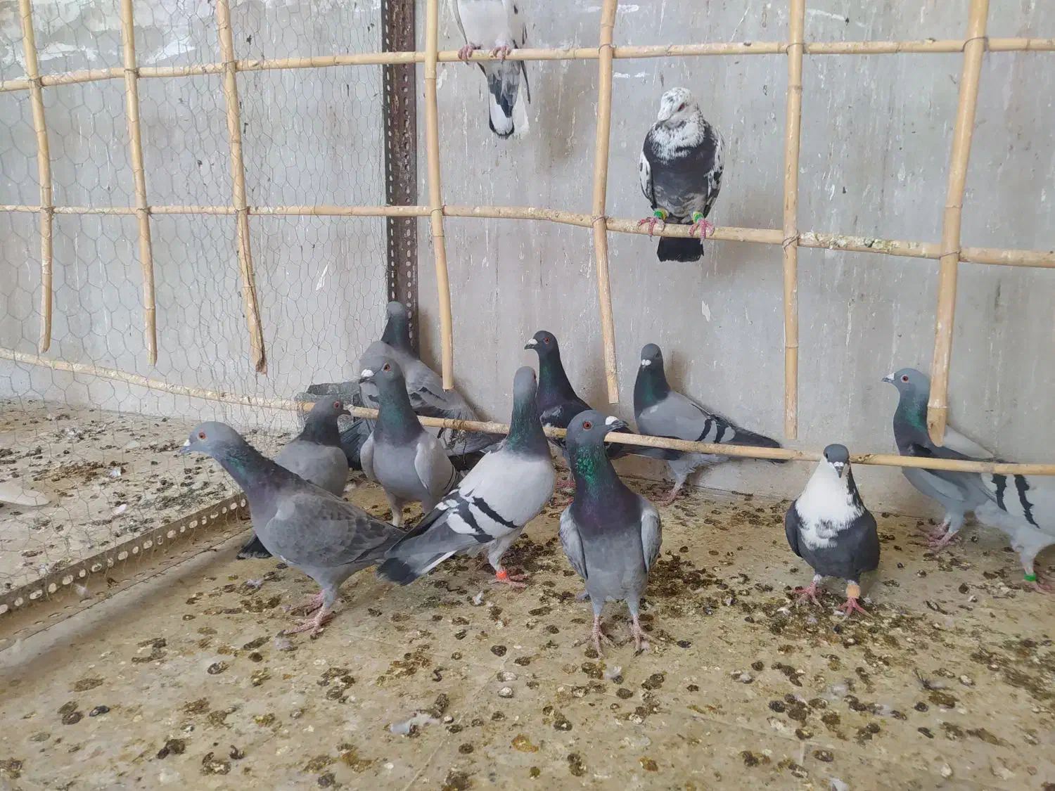 30دونه کفتر بازی|پرنده|هامون, |دیوار