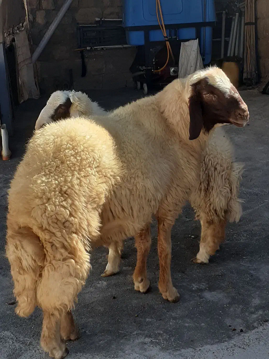 شیشک سنجابی|حیوانات مزرعه|گوآور, |دیوار