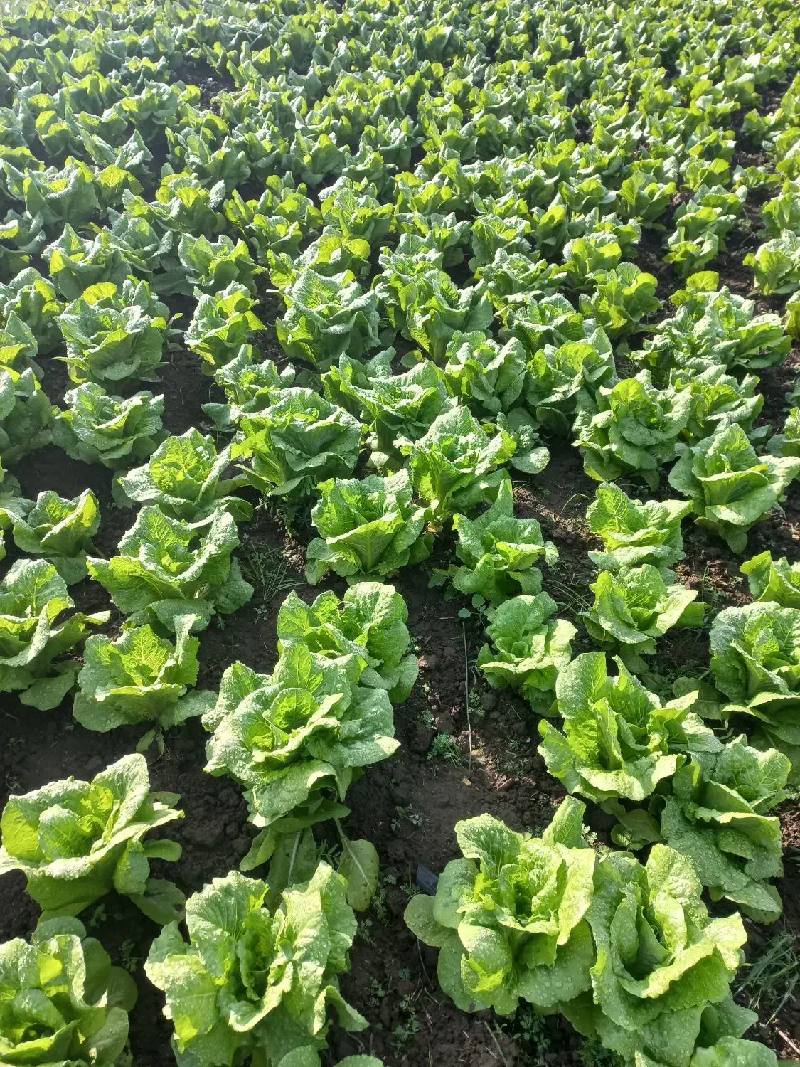 کاهو تمیز پیچی|خوردنی و آشامیدنی|جویبار, |دیوار