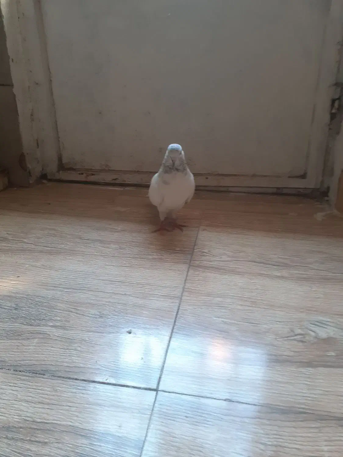 شاه کفتر غریب گیر|پرنده|ملایر, |دیوار