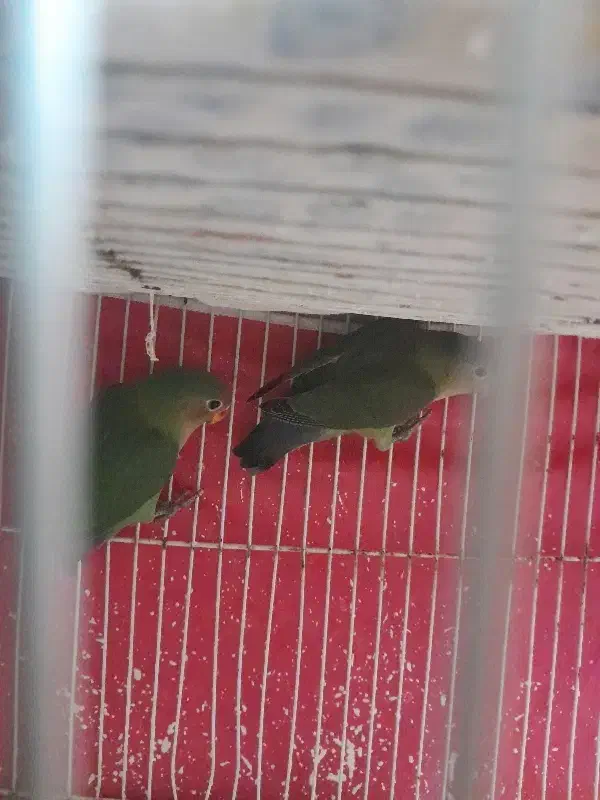 یه جفت کوتوله خوشرنگ|پرنده|تربت جام, شهید مدرس|دیوار