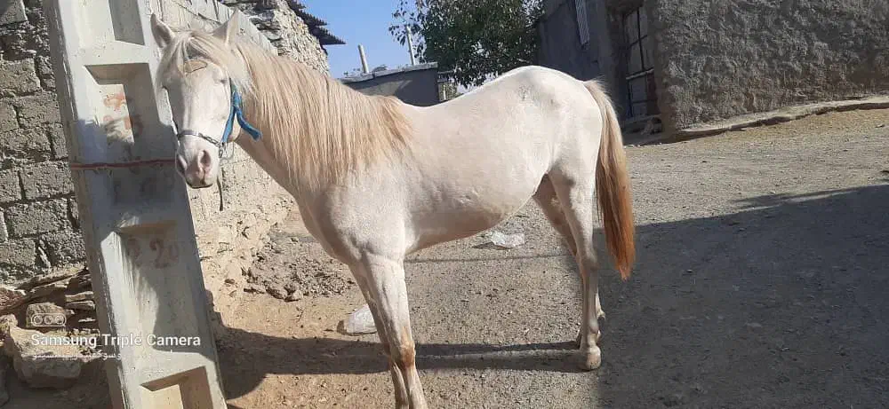 اسب یوغه|اسب و تجهیزات اسبسواری|خاو و میرآباد, |دیوار