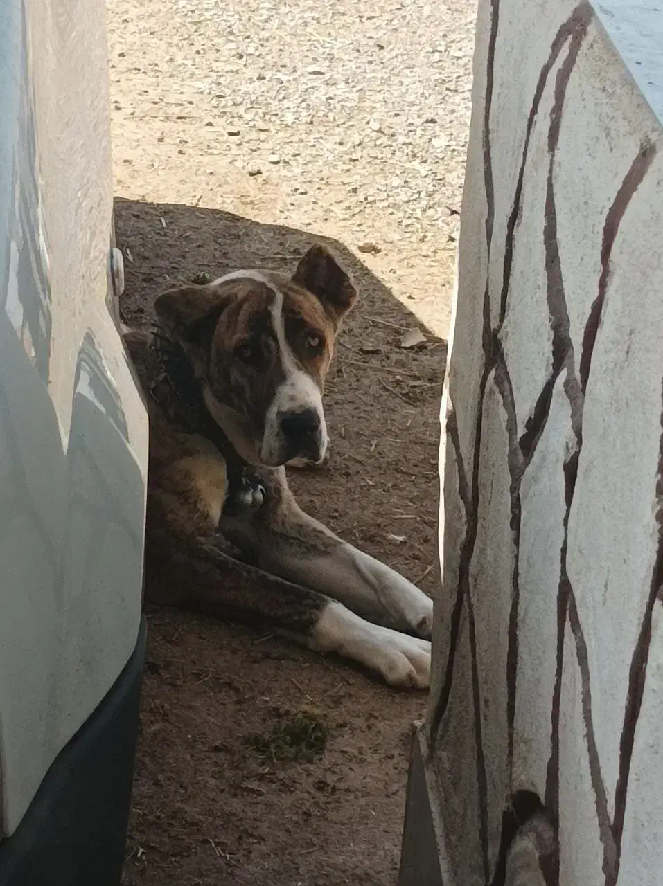 توله خراسانی افغان|سگ|مشهد, جاهد شهر|دیوار