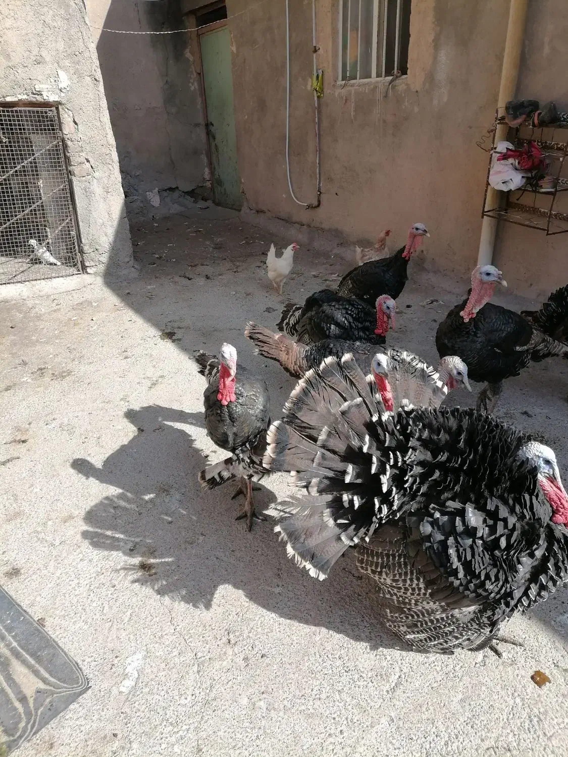 بقلم جوان سالم|حیوانات مزرعه|هرسین, |دیوار