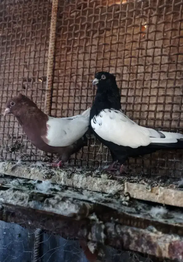 مجسمه سینه ای قیمت ۴۰۰|مجسمه، تندیس، ماکت|زاهدان, |دیوار