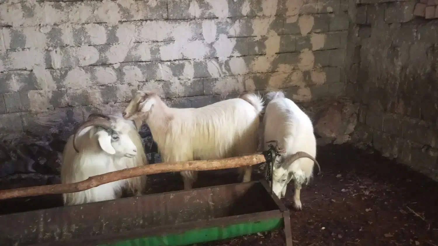 دو عدد بز یکی قصر یکی بابزغاله|حیوانات مزرعه|سلماس, |دیوار