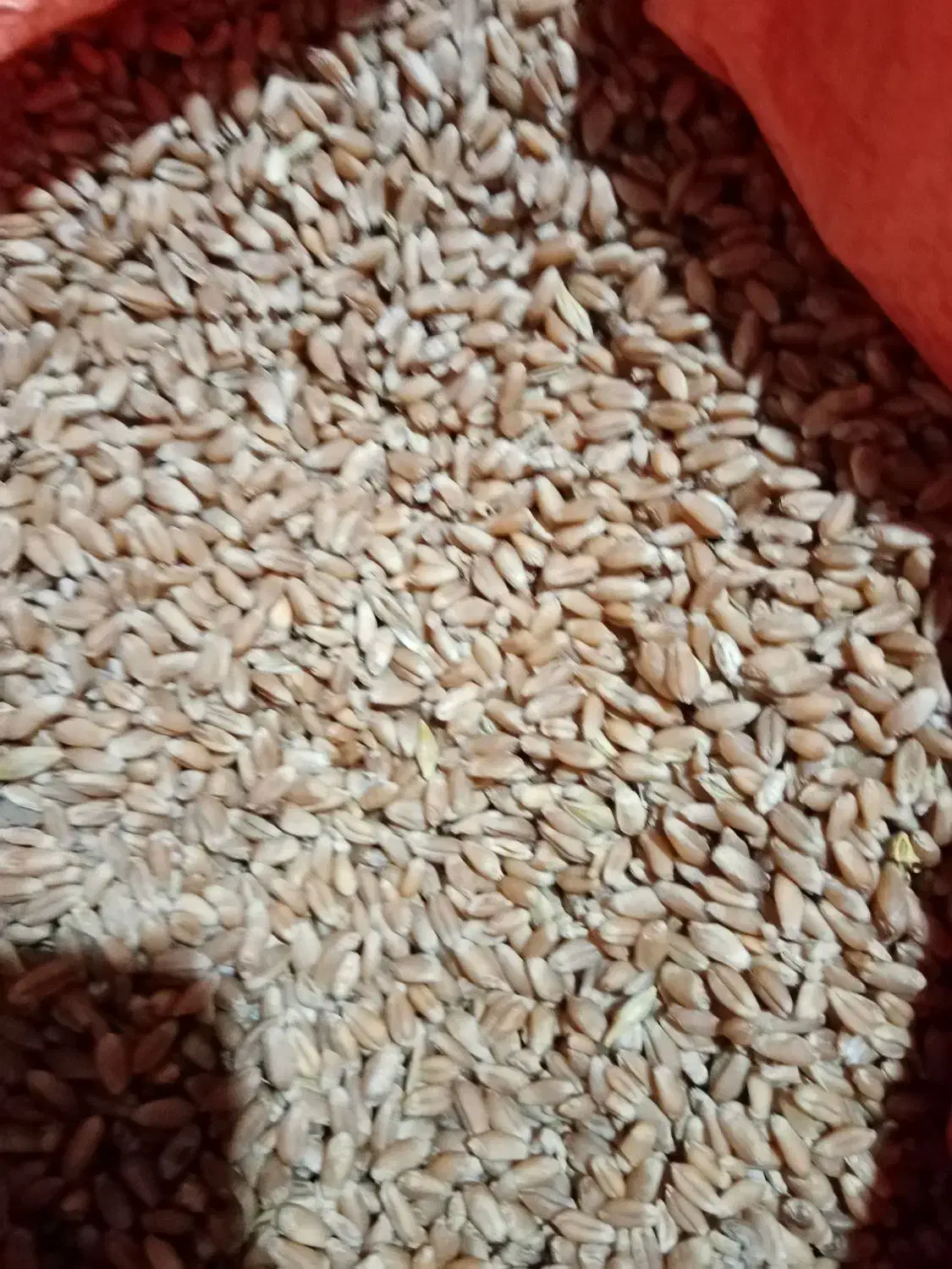 فروش بذر گندم و باقلا و سیر بذربرنج بهنام|عمده‌فروشی|کوهی‌خیل, |دیوار