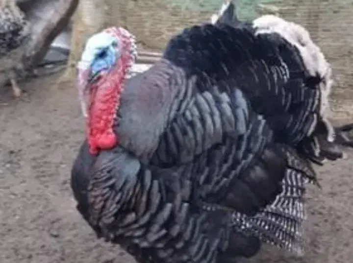 فروش بوقلمون نر و ماده|حیوانات مزرعه|رودسر, |دیوار