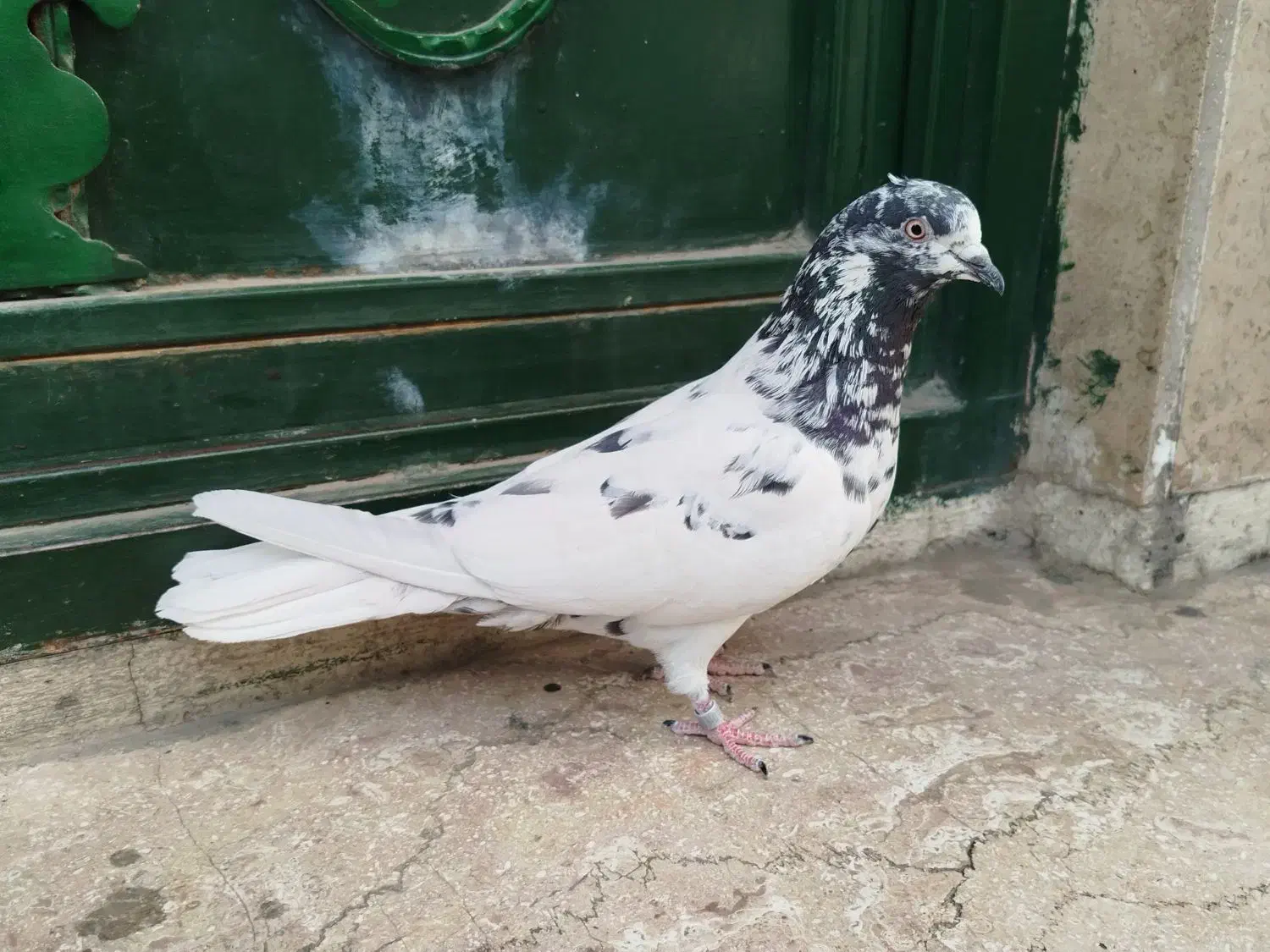 کبوتر پرشی گرفتنی تیر ماهی ۶تا ماده یکجایی|پرنده|تهران, نعمت‌آباد|دیوار