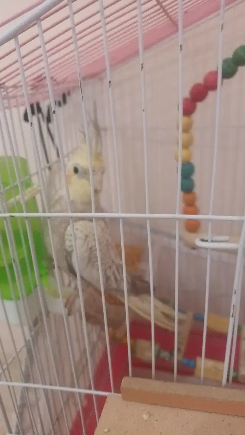 عروس هلندی|پرنده|بومهن, |دیوار