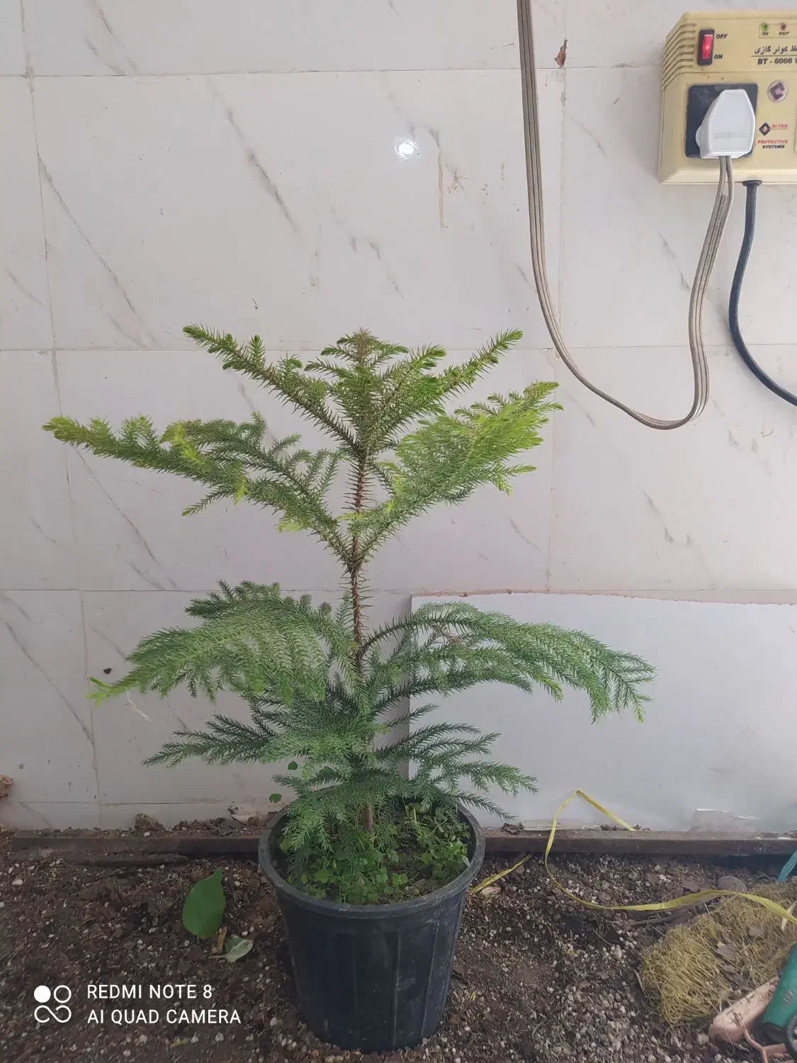 گل و گیاه کاج|گل و گیاه طبیعی|اهواز, سیصد دستگاه|دیوار