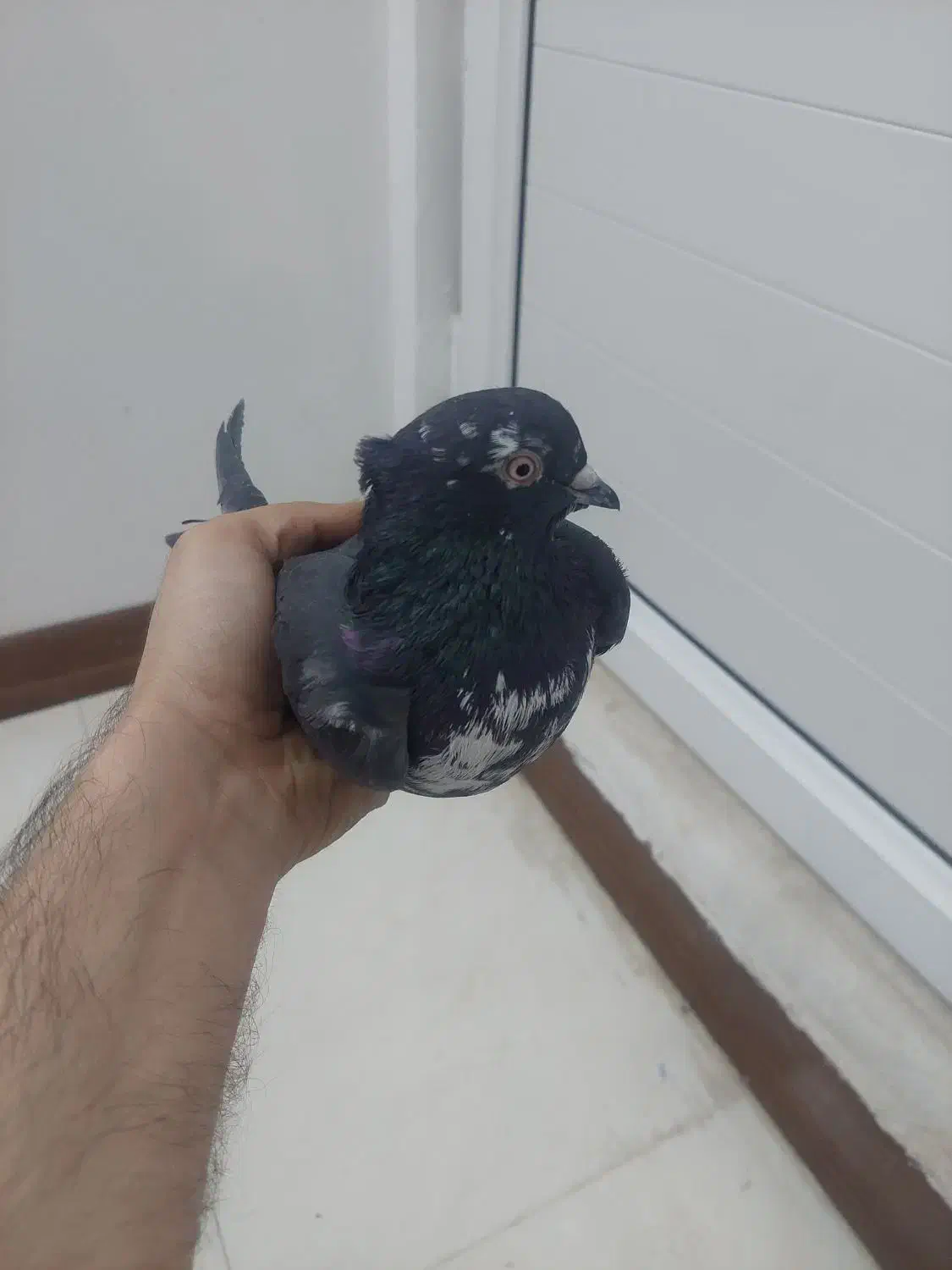 نرسیماش کاکولی درجه۱|پرنده|قم, وادی السلام|دیوار