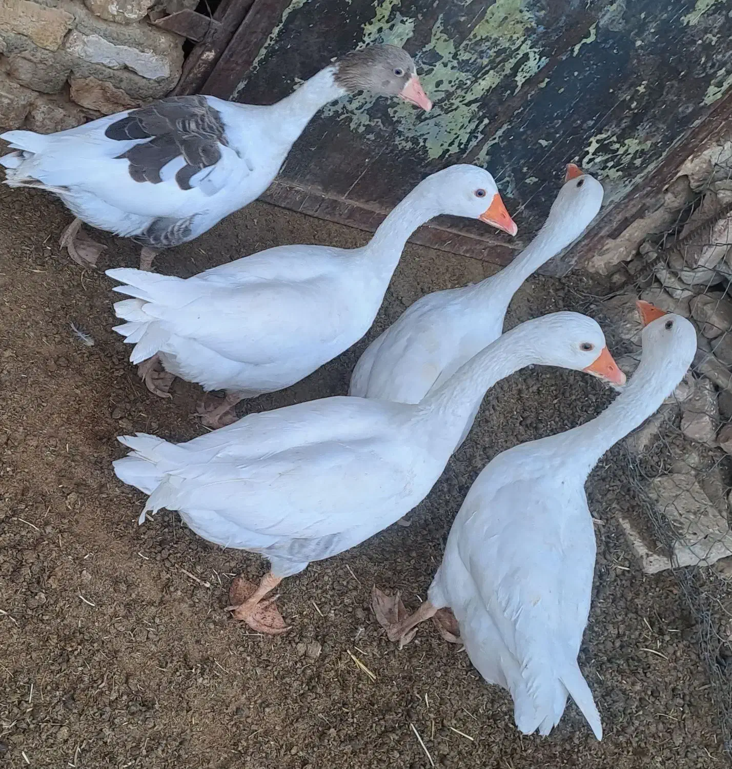 غاز ماده|حیوانات مزرعه|بروجرد, |دیوار