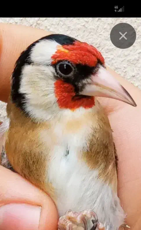 سهره محمدشهر|پرنده|مشکین‌دشت, |دیوار