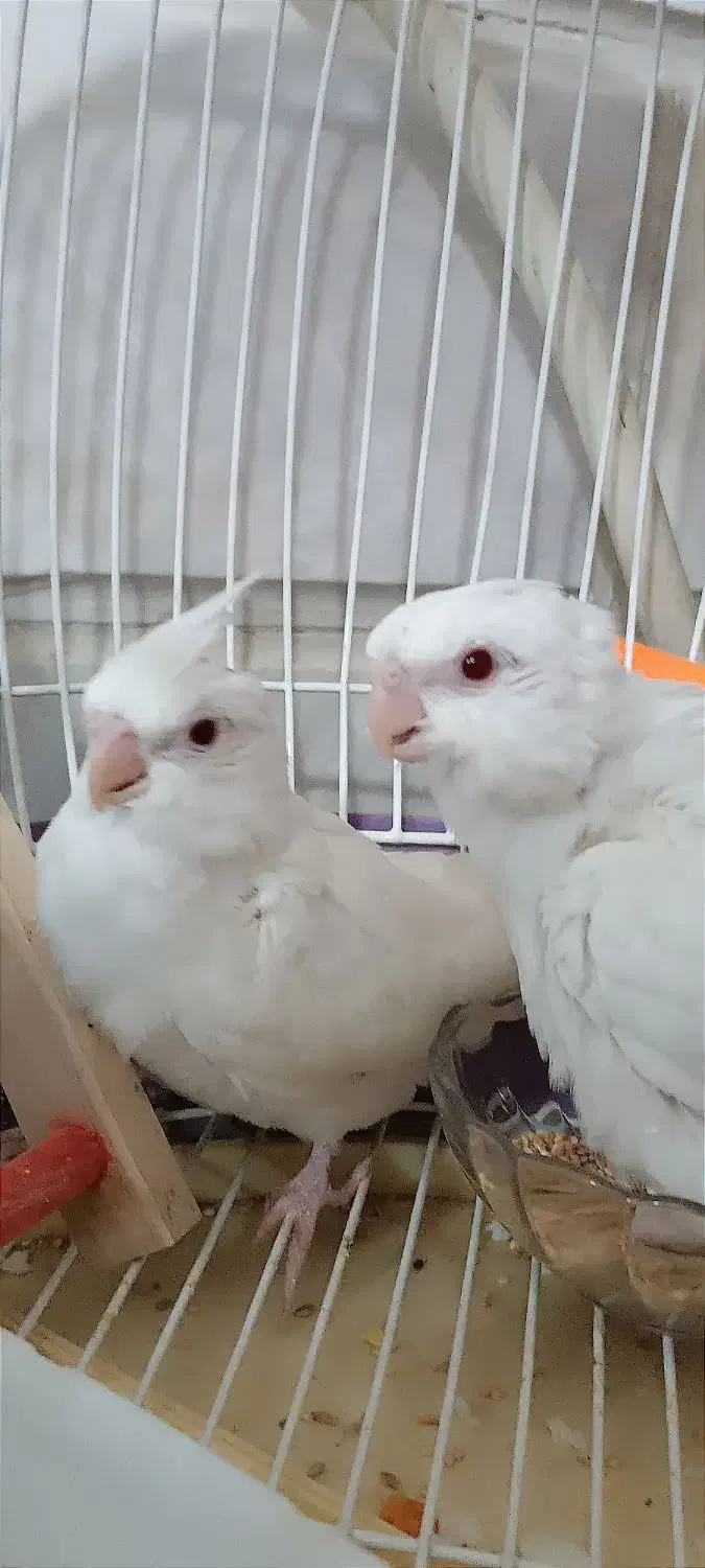 دو عدد عروس هلندی البینو|پرنده|تربتحیدریه, کاشانی|دیوار