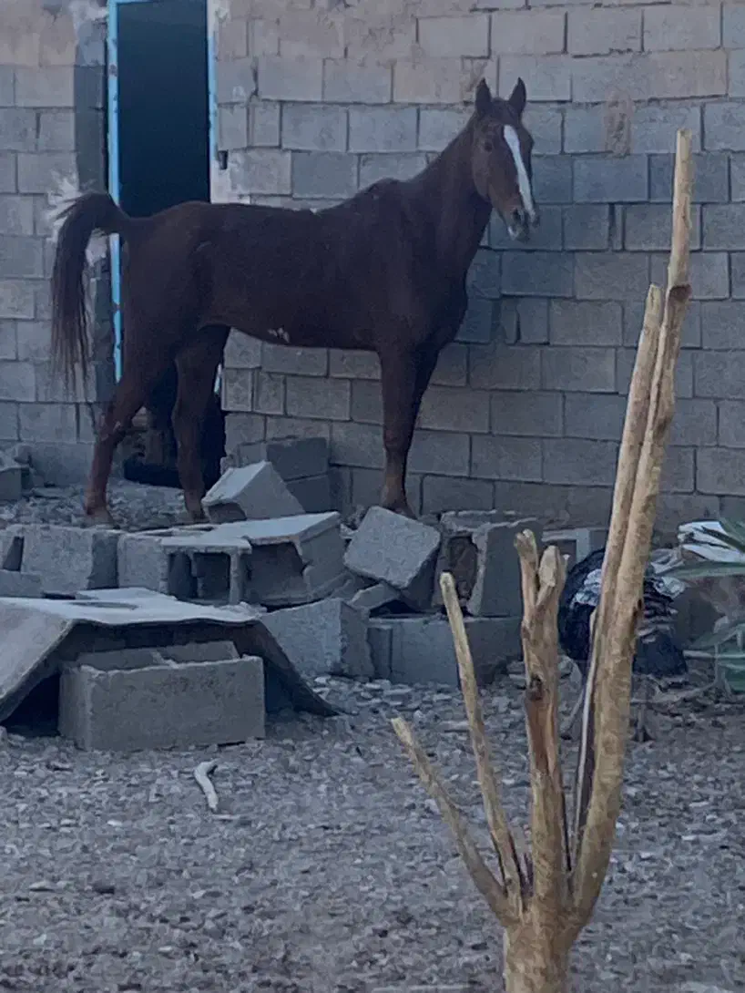 اسب مادیون|اسب و تجهیزات اسب‌سواری|مشهد, آبادگران|دیوار