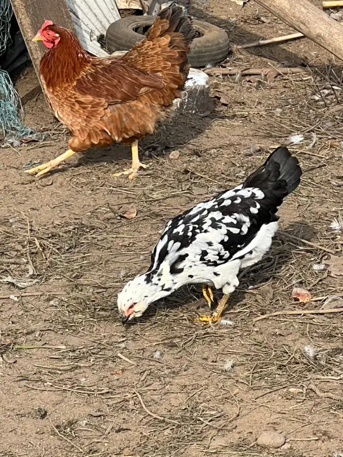 خروس ۶۰۰|حیوانات مزرعه|بندر انزلی, بشمن|دیوار