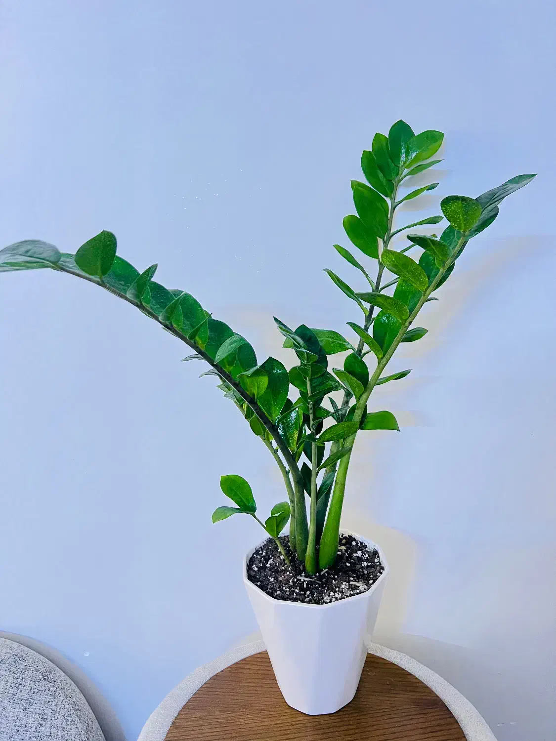 گل وگیاه طبیعی اپارتمانی آماده با گلدان|گل و گیاه طبیعی|اهواز, گلستان|دیوار