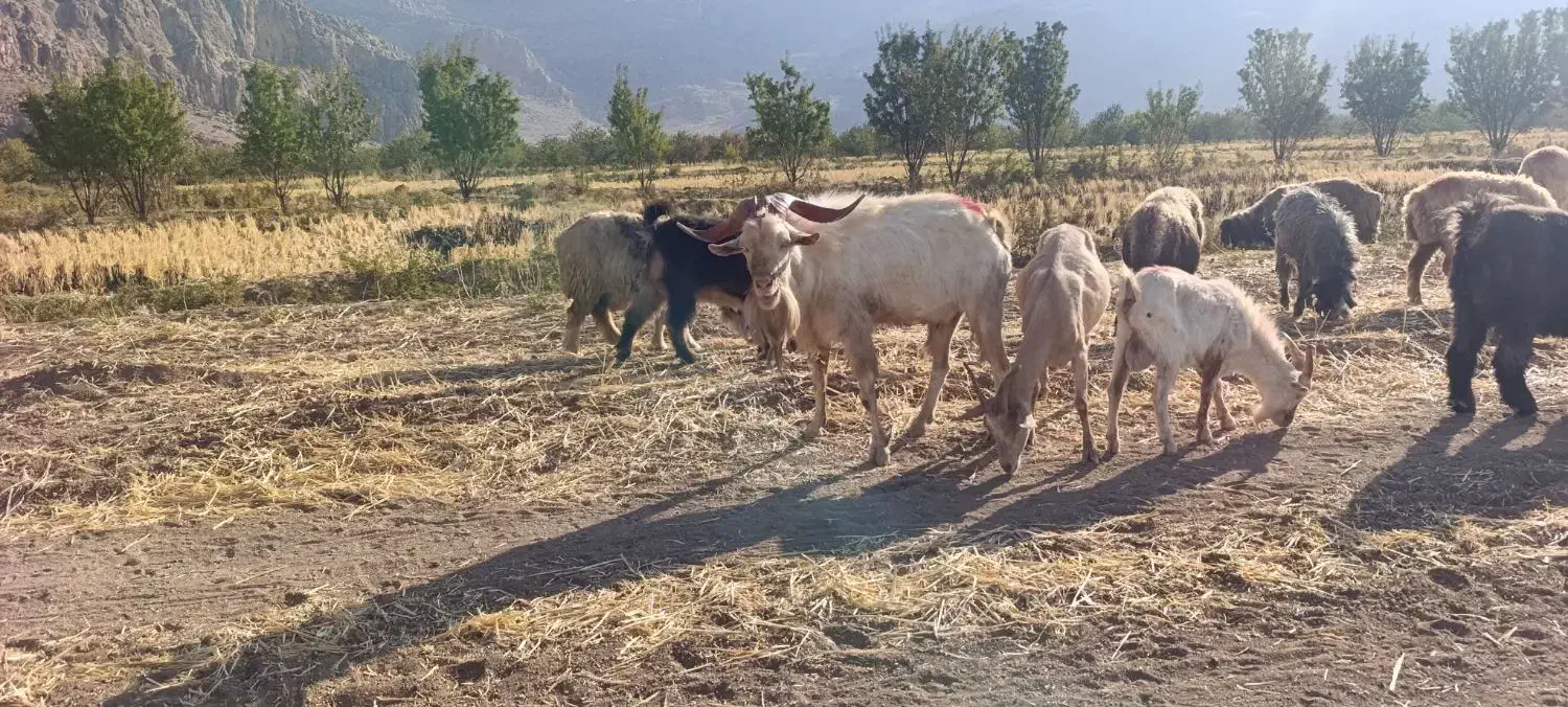 دوبر نر بز سانن|حیوانات مزرعه|فلارد, |دیوار