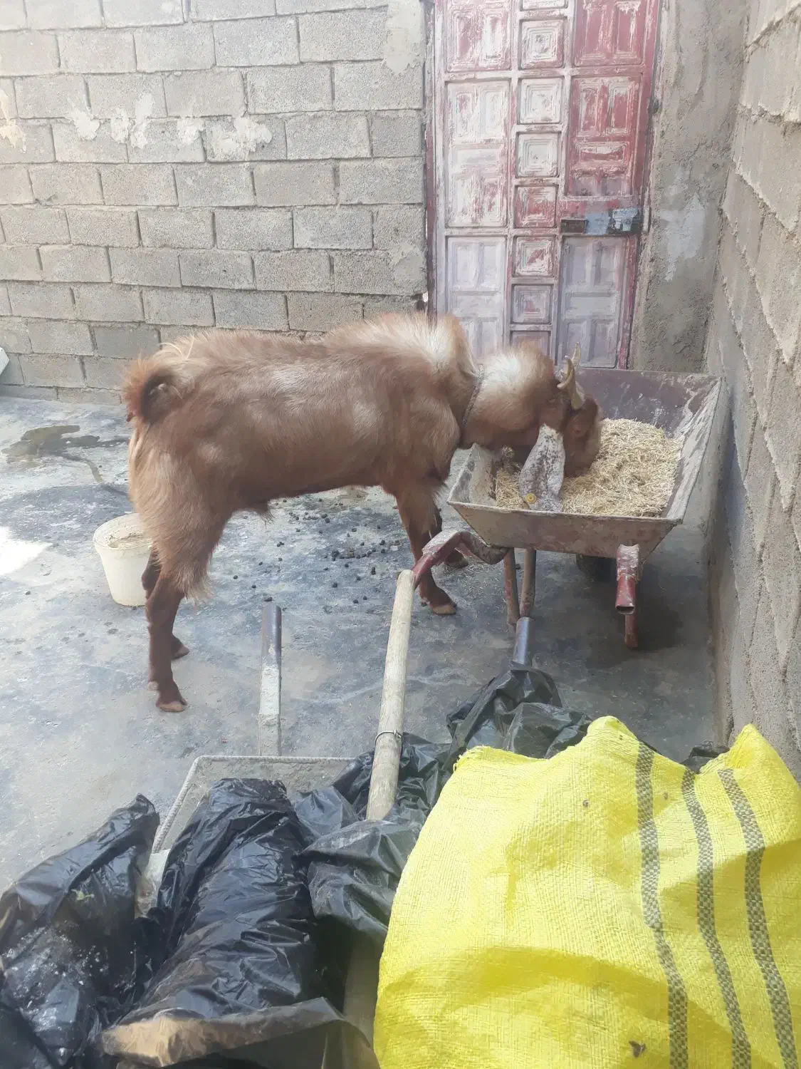 سلام بزدرجه یک نژادسه قلو زا|حیوانات مزرعه|امیدیه, |دیوار