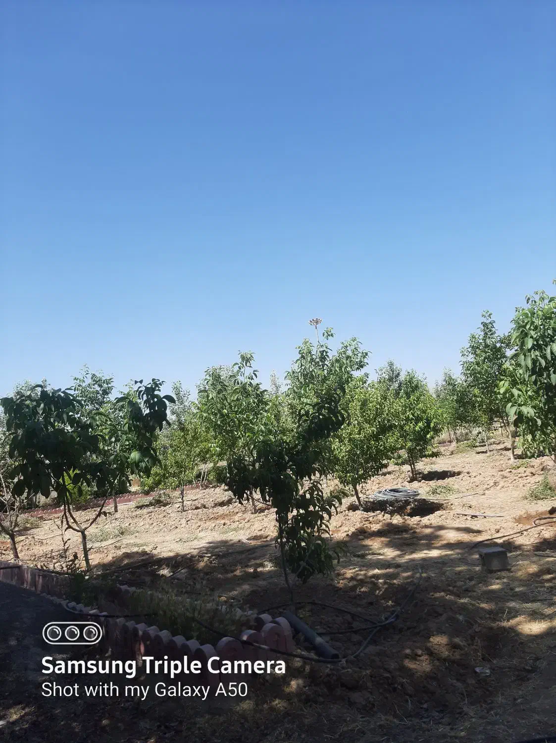 فروش باغ|فروش خانه و ویلا|پاسارگاد, |دیوار