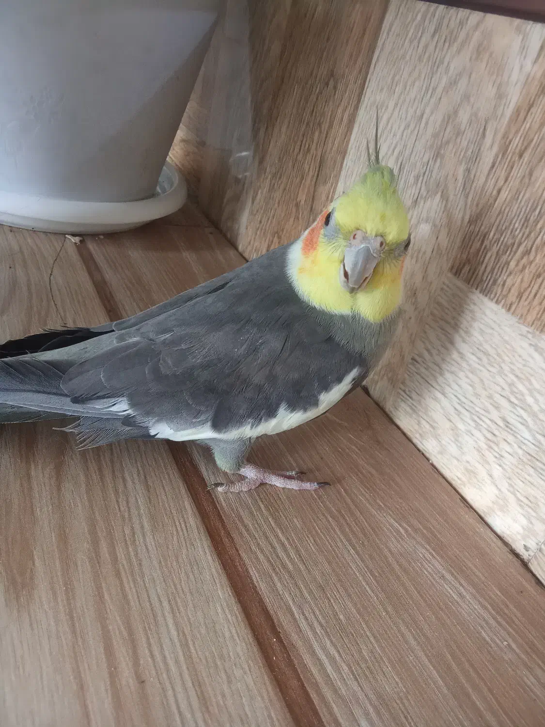 فروش یک جفت عروس هلندی نروماده|پرنده|اسالم, |دیوار