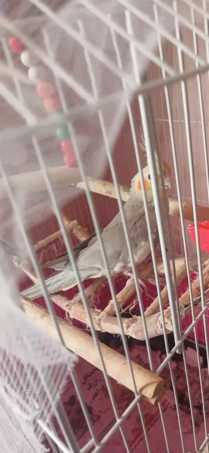 عروس هلندی نر و ماده|پرنده|رشت, گلباغ نماز|دیوار