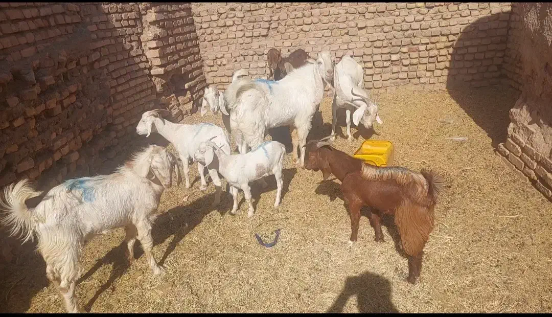 فروش۸ گوسفند بز|حیوانات مزرعه|کرمان, |دیوار