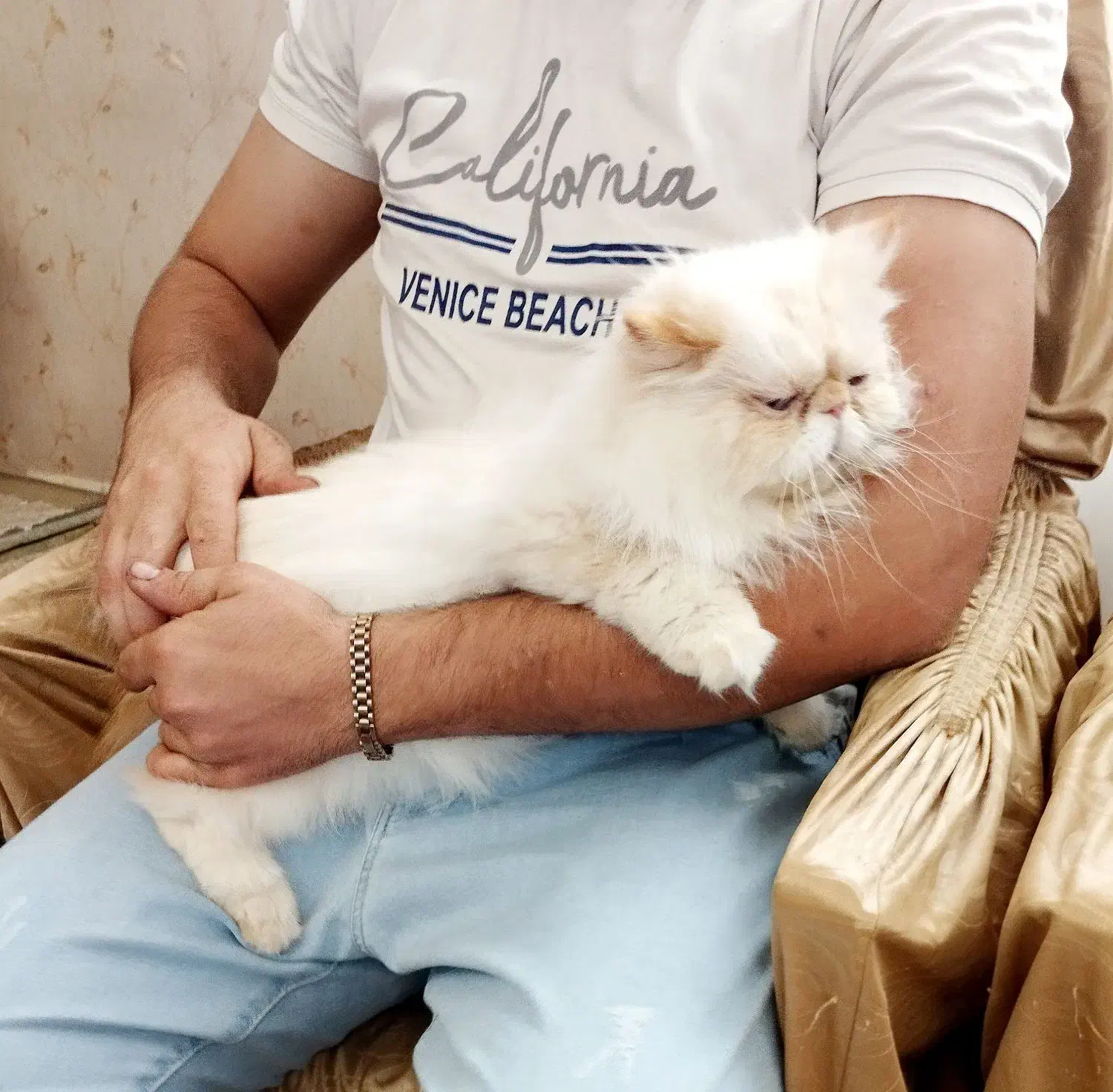گربه پرشین ماده|گربه|اردبیل, |دیوار