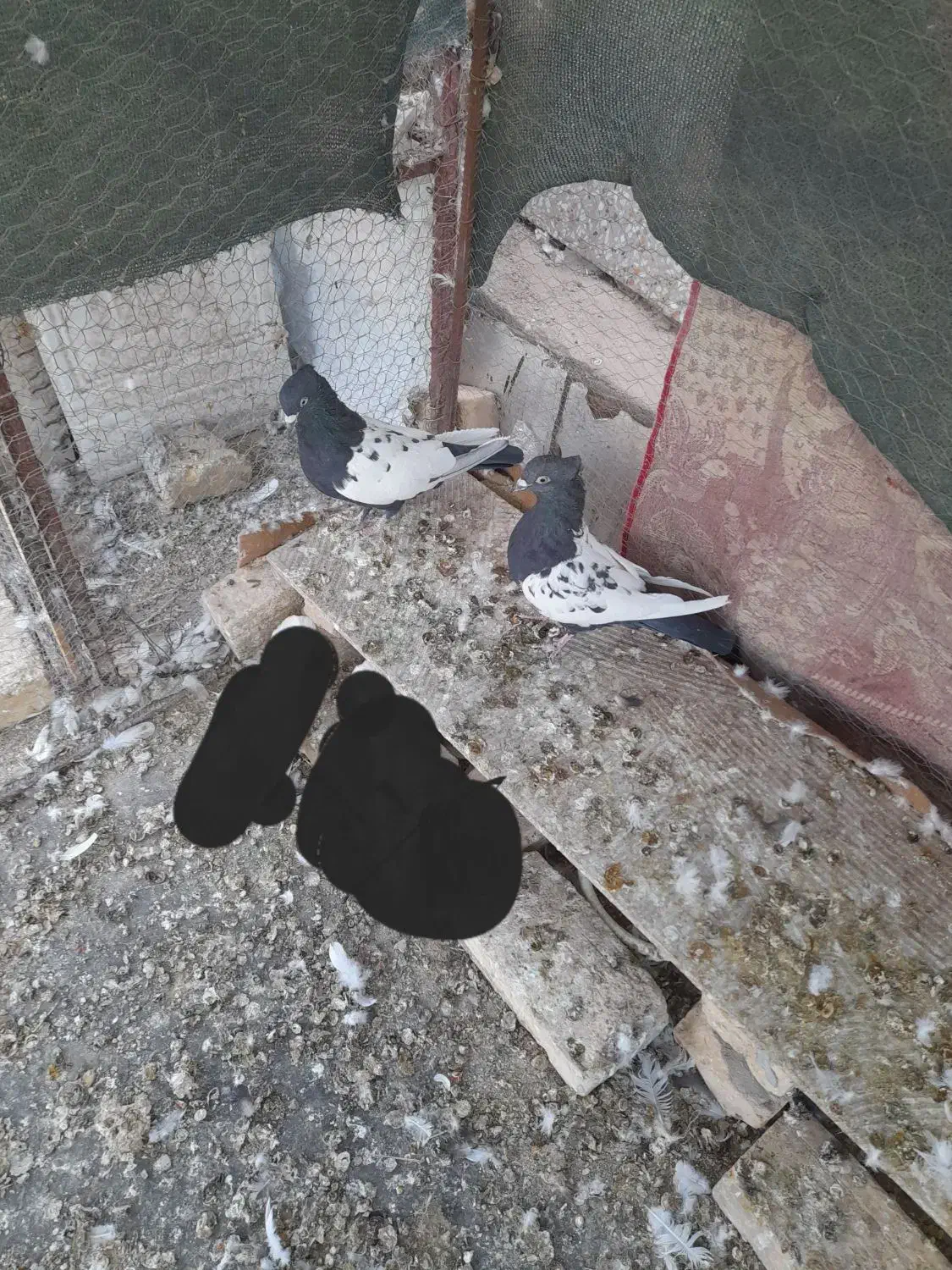 نروماده سینه ایی به فروش می‌رسد|پرنده|بافق, |دیوار