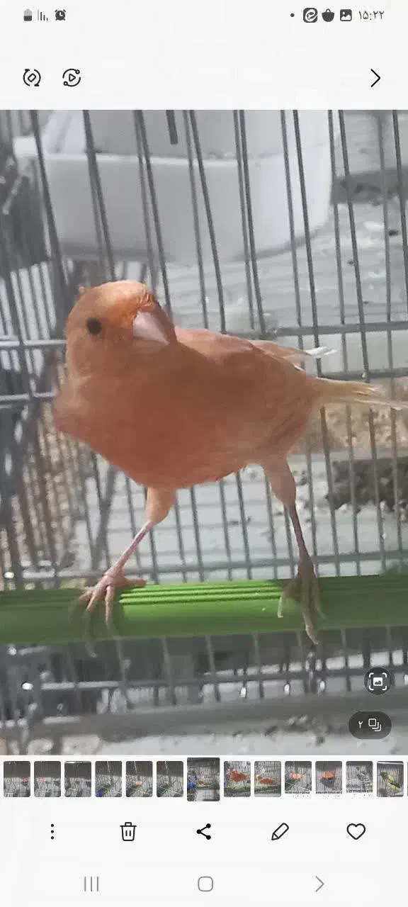 قناری . برفکی .|پرنده|ملایر, |دیوار