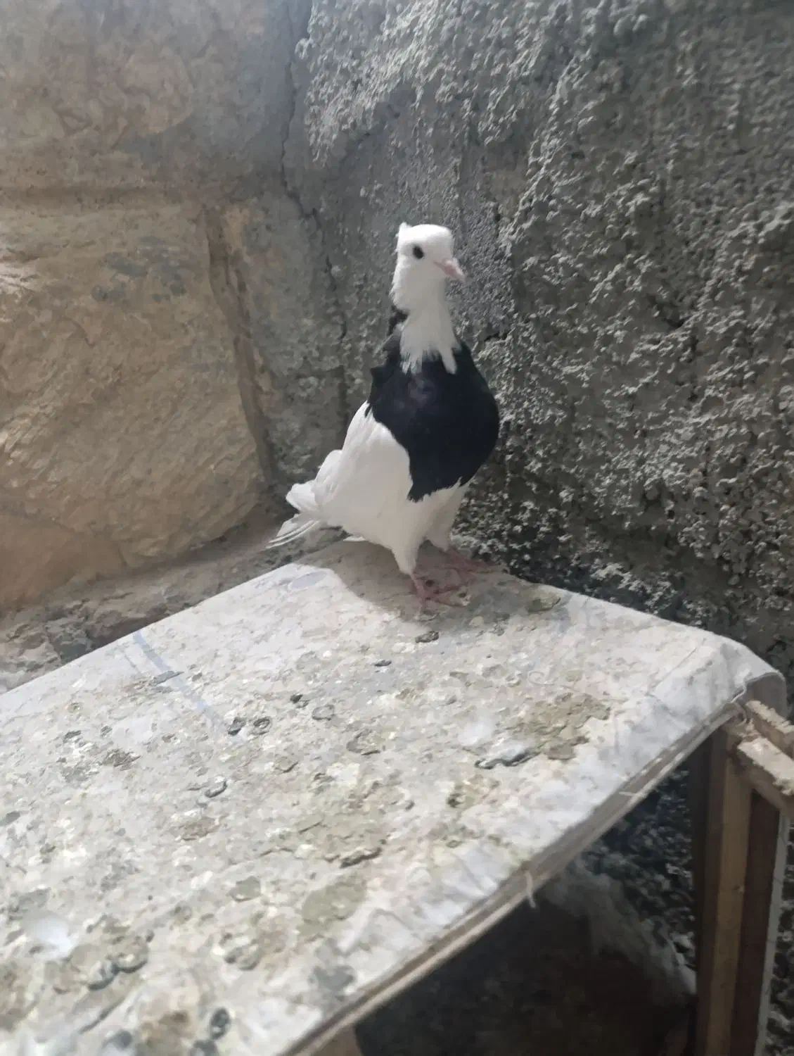 ماده|پرنده|سنندج, |دیوار