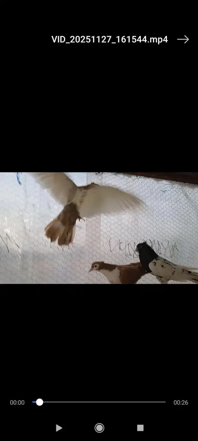 سبز پلاکی دو خط هفترنگ نر کله سینه زرد|پرنده|مشهد, شهرک صنعتی توس|دیوار