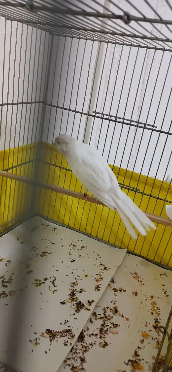 قناری رسمی بلند نر|پرنده|تهران, کن|دیوار