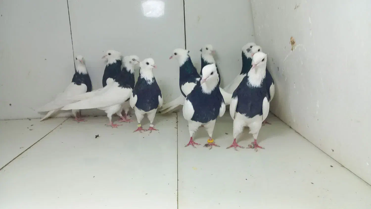 طوقی سیاه|پرنده|مشهد, عامل|دیوار