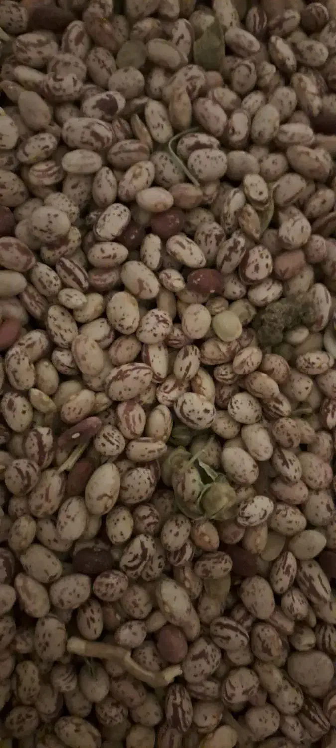 لوبیا چیتی|حراج|شازند, |دیوار