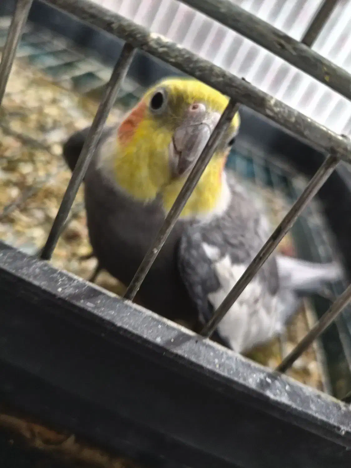 عروس هلندی و مرغ مینا|پرنده|اهواز, پردیس|دیوار