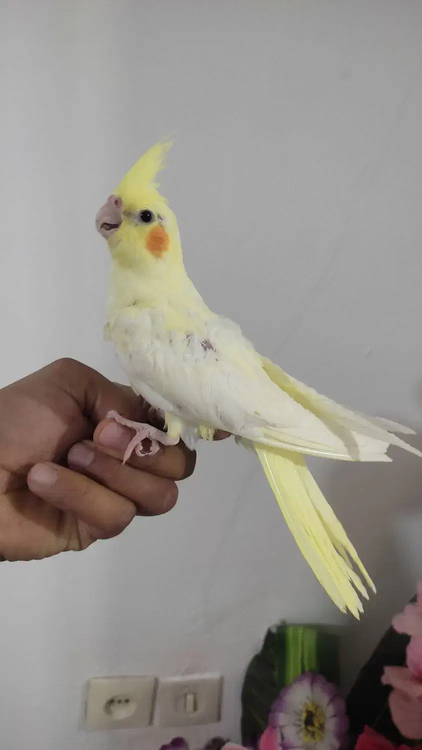 عروس هلندی|پرنده|مشهد, شهید قربانی|دیوار