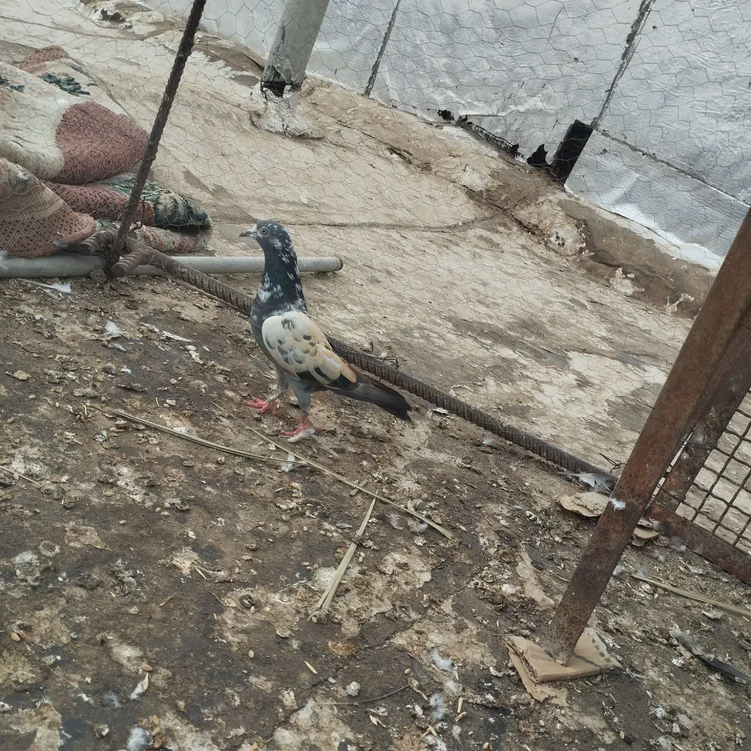 کبوترپاکستانی|پرنده|بندر گناوه, |دیوار