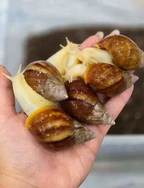 حراج حلزون|خزنده|شیراز, کرونی(خاتونک)|دیوار