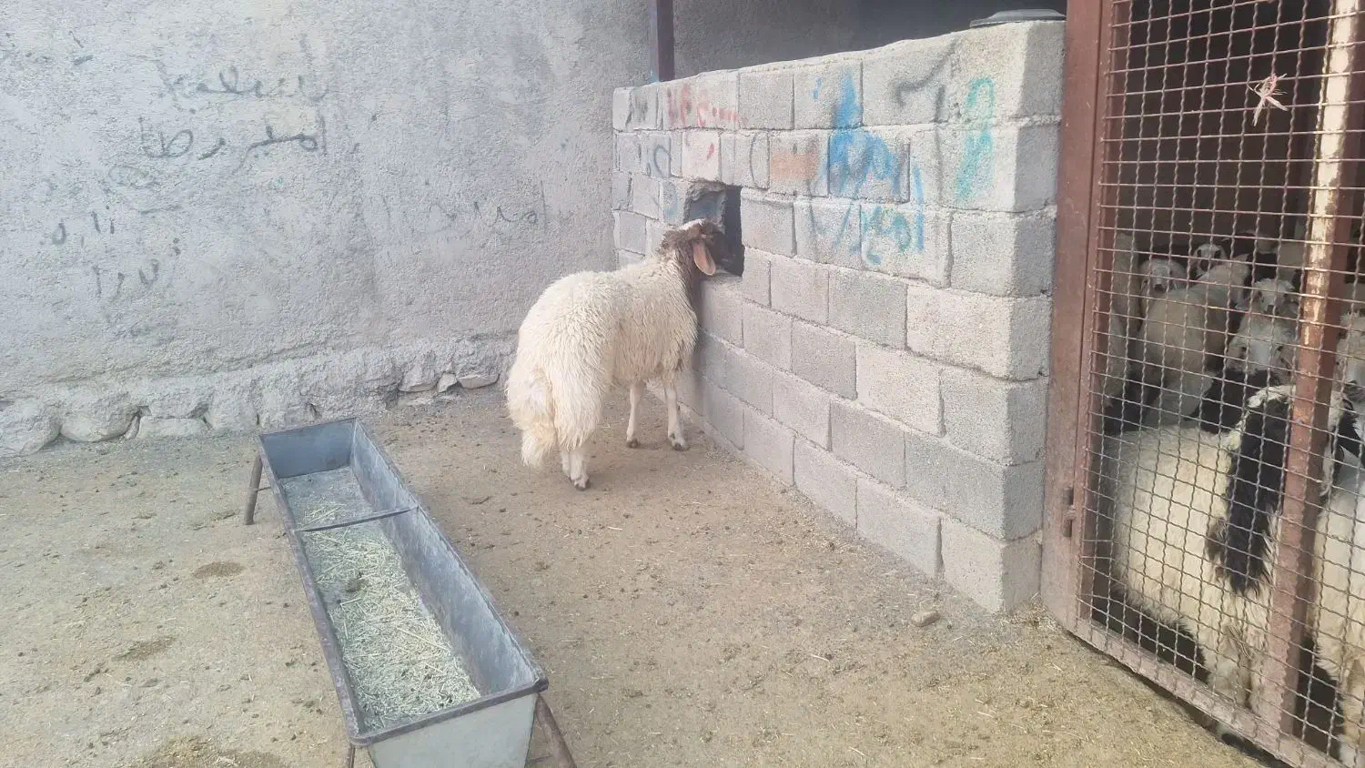 بره قوچی|حیوانات مزرعه|آبدانان, |دیوار