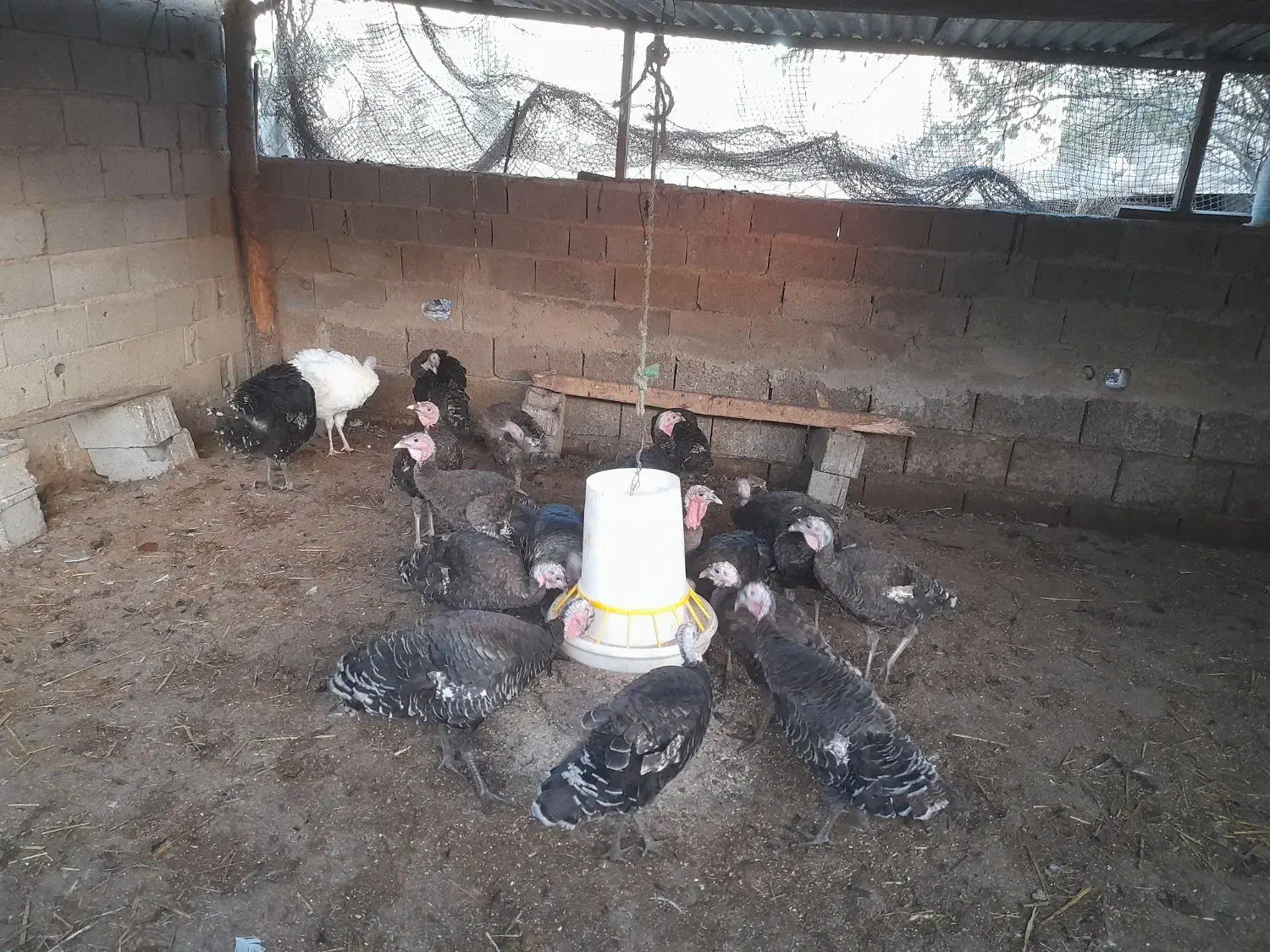 بوقلمون و مرغ و خروس و جوجه گلپایگان|حیوانات مزرعه|فرح آباد, |دیوار