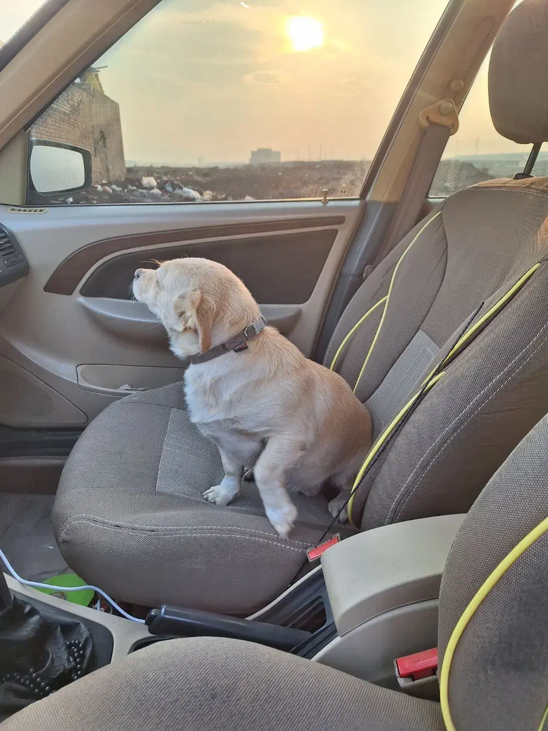 سگ...|سگ|قم, مهدی آباد|دیوار