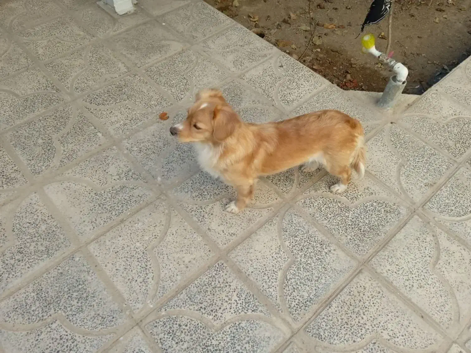 پامر روباهی|سگ|تفت, |دیوار